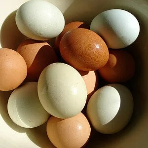 white and brown eggs